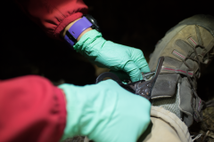 Raptor Rescue Coyote Tan/Black