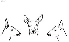 PUMA Sketchpad Roebuck